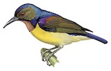 Brown-throated Sunbird Illustration