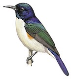 Violet-tailed Sunbird Illustration