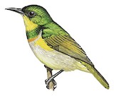 Grey-chinned Sunbird Illustration