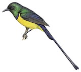 Nile Valley Sunbird Illustration