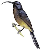 Giant Sunbird Illustration