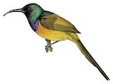 Orange-breasted Sunbird Illustration