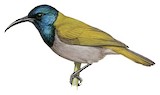 Green-headed Sunbird Illustration