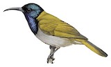 Bannerman's Sunbird Illustration