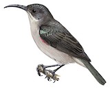 Grey Sunbird Illustration