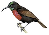 Scarlet-chested Sunbird Illustration