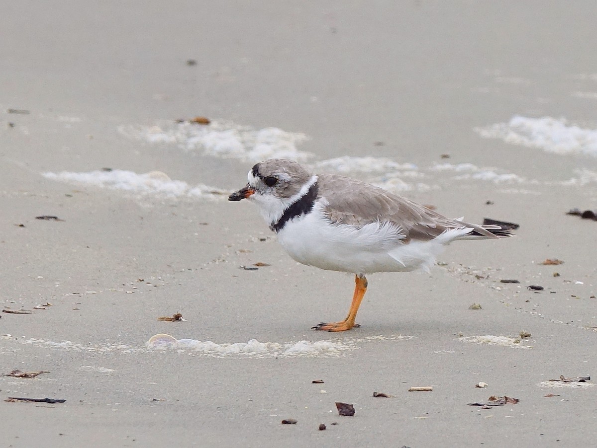 Piping Plover - ML153540151