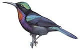 Copper-throated Sunbird Illustration