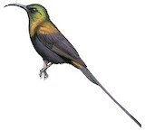 Bronzy Sunbird Illustration