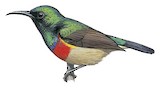 Olive-bellied Sunbird Illustration