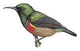 Tiny Sunbird Illustration