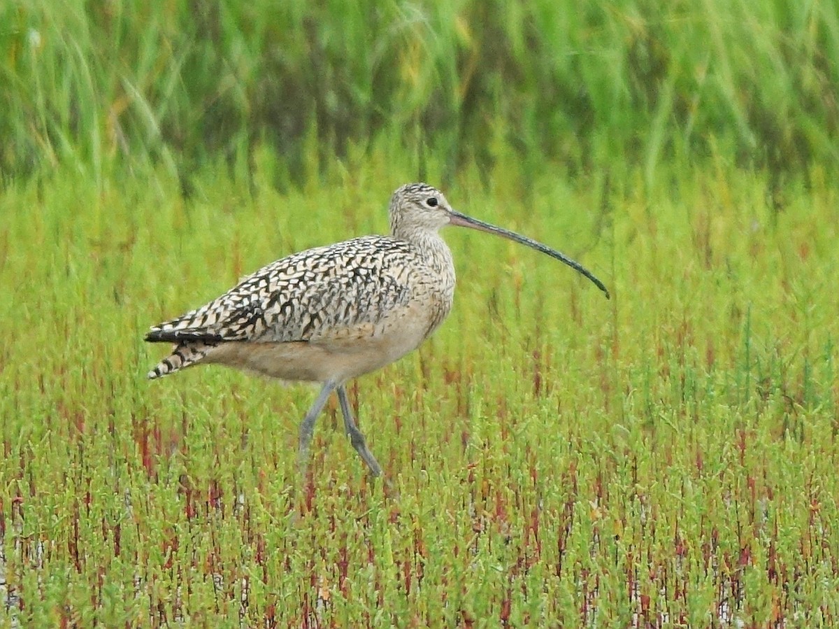 Long-billed Curlew - ML153540991