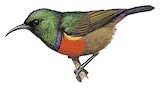 Northern Double-collared Sunbird Illustration