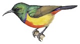 Regal Sunbird Illustration