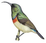 Usambara Double-collared Sunbird Illustration