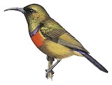 Forest Double-collared Sunbird Illustration