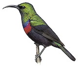 Marico Sunbird Illustration