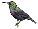 Purple-banded Sunbird Illustration