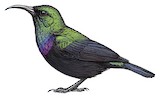 Violet-breasted Sunbird Illustration