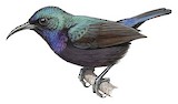 Palestine Sunbird Illustration