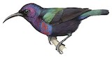 Splendid Sunbird Illustration