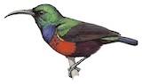 Johanna's Sunbird Illustration