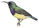 Variable Sunbird Illustration