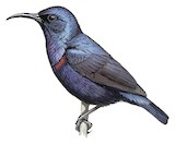 Purple Sunbird Illustration