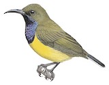 Olive-backed Sunbird Illustration