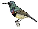 Souimanga Sunbird Illustration