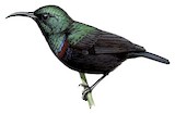 Anjouan Sunbird Illustration