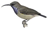 Seychelles Sunbird Illustration