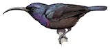 Loten's Sunbird Illustration