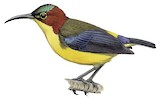 Elegant Sunbird Illustration