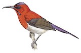 Javan Sunbird Illustration