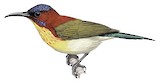 Lovely Sunbird Illustration