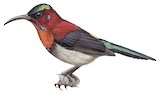 Vigors's Sunbird Illustration