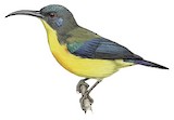 Lina's Sunbird Illustration