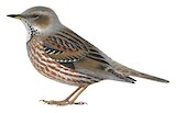 Altai Accentor Illustration