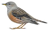 Alpine Accentor Illustration