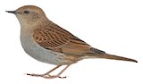 Japanese Accentor Illustration