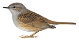 Dunnock Illustration