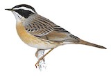 Radde's Accentor Illustration