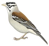 Chestnut-backed Sparrow-Weaver Illustration