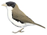 Black-capped Social Weaver Illustration