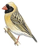 Red-billed Quelea Illustration