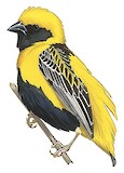 Yellow-crowned Bishop Illustration