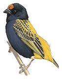 Fire-fronted Bishop Illustration