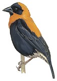 Black Bishop Illustration