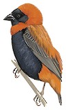 Southern Red Bishop Illustration